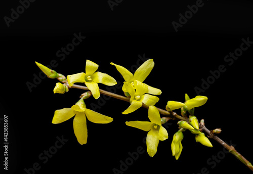 Obraz na płótnie yellow forsythia w salonie