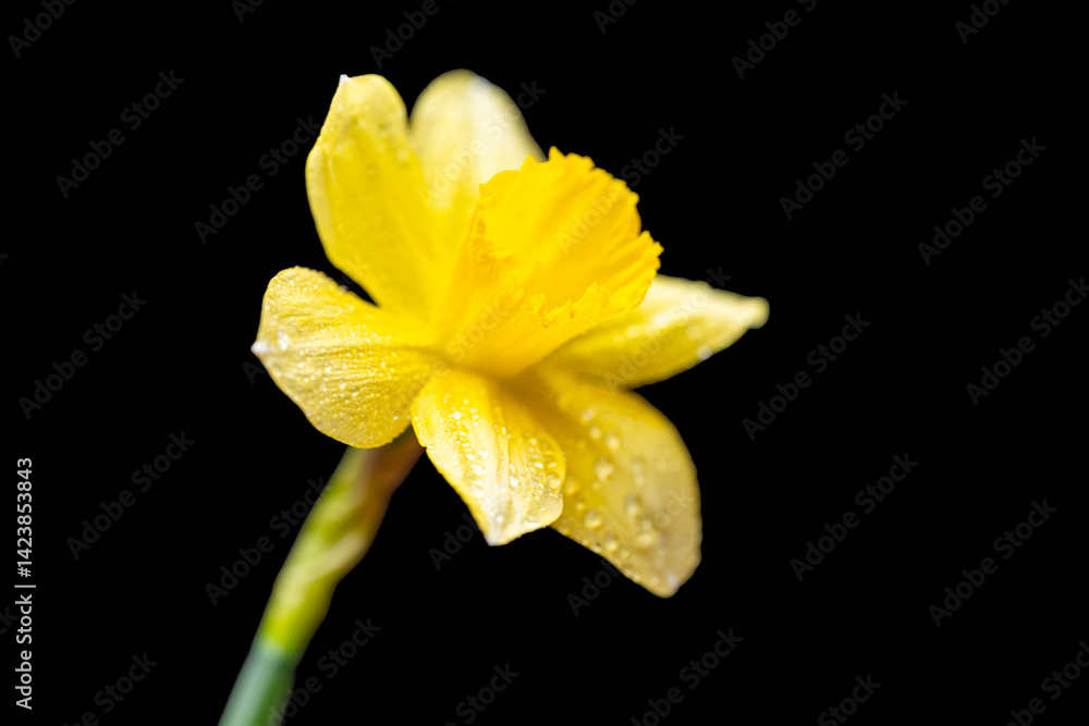 yellow daffodil yellow daffodil