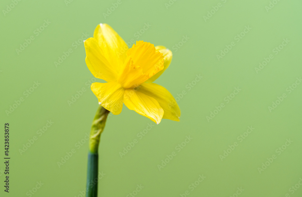 yellow daffodil
