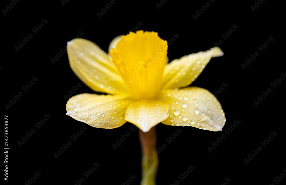 yellow daffodil