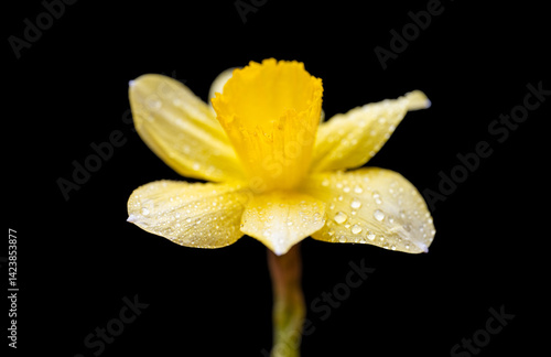 Obraz na płótnie yellow daffodil w salonie