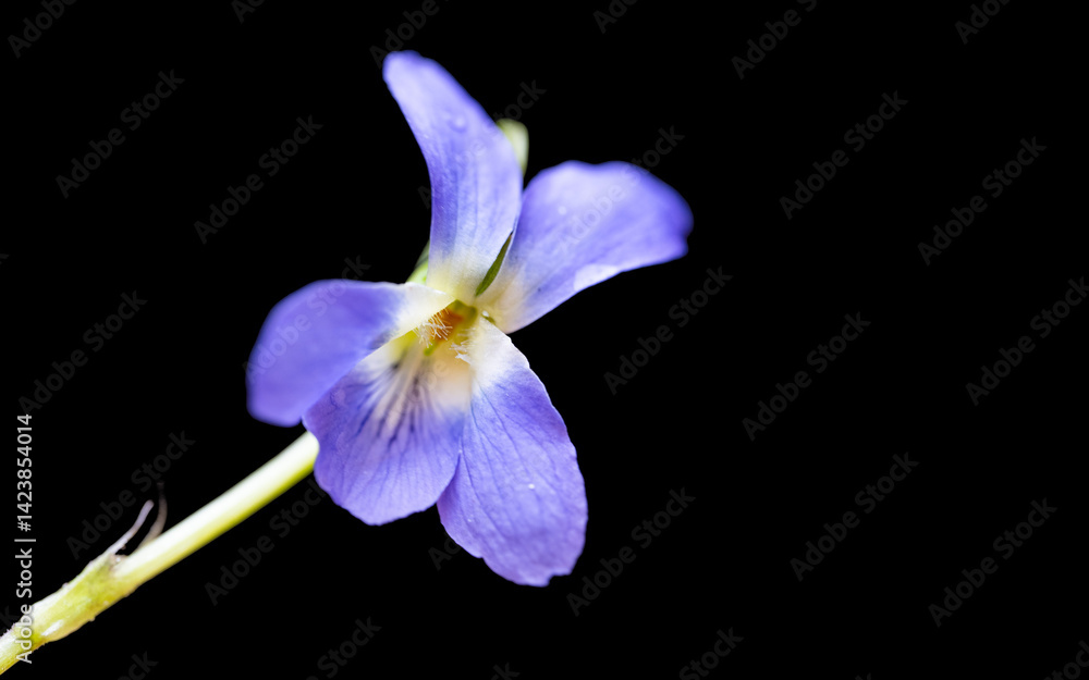 beautiful forest violet