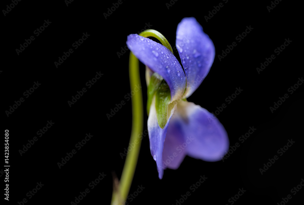beautiful forest violet