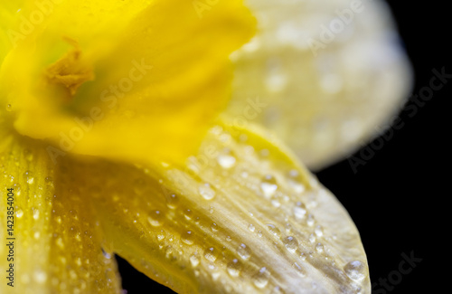 Obraz na płótnie yellow daffodil w salonie