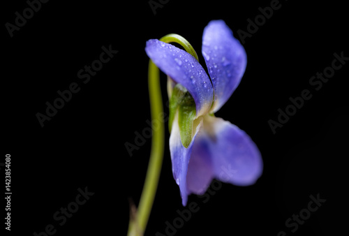 Obraz na płótnie beautiful forest violet w salonie