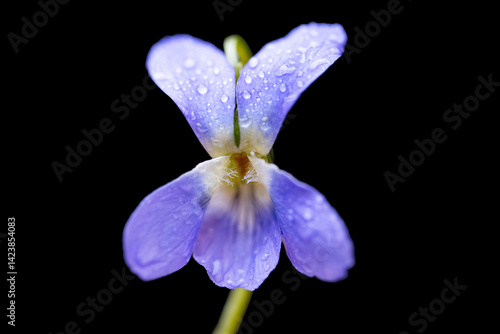 Obraz na płótnie beautiful forest violet w salonie
