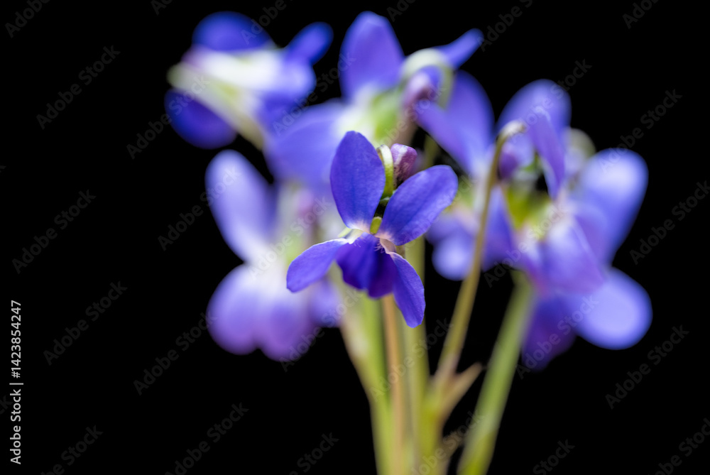 beautiful forest violet