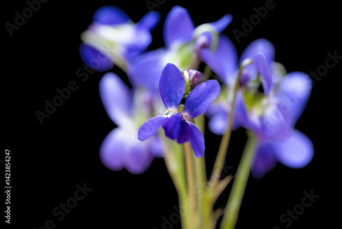 beautiful forest violet