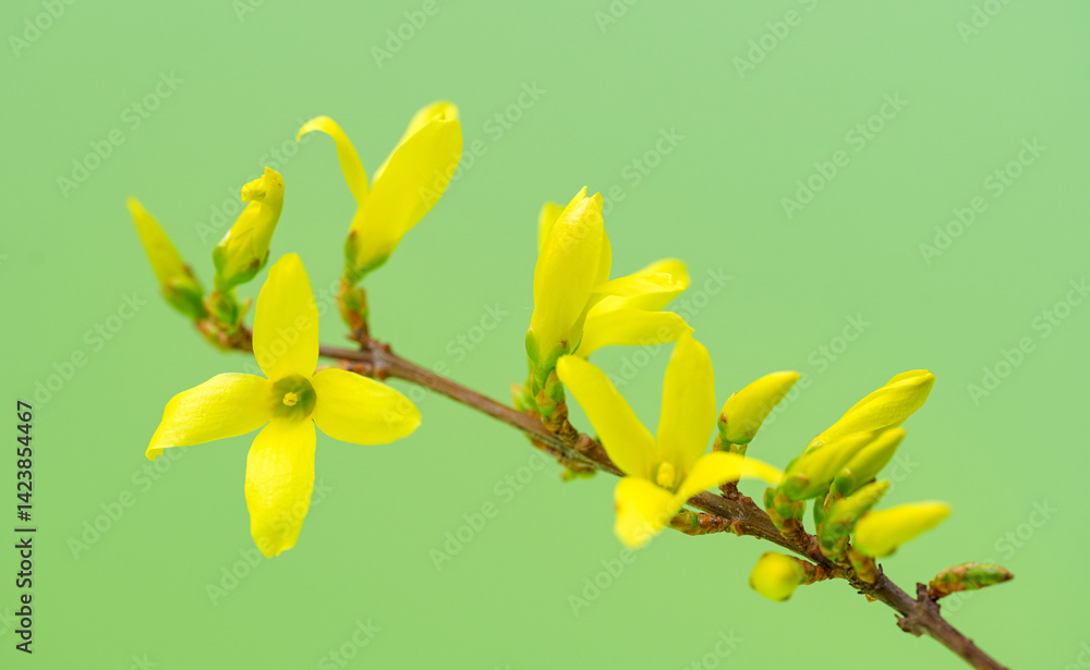 Forsythia flowers close-up