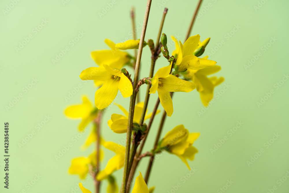 Forsythia flowers close-up