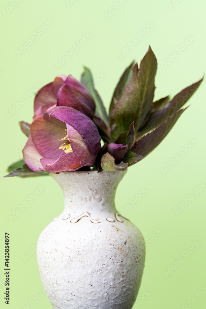 hellebore flower close-up