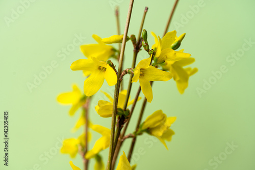 Obraz na płótnie Forsythia flowers close-up w salonie
