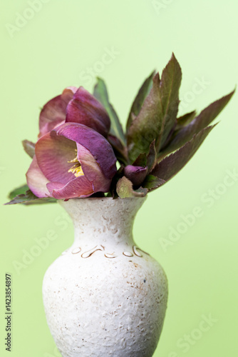 Obraz na płótnie hellebore flower close-up w salonie