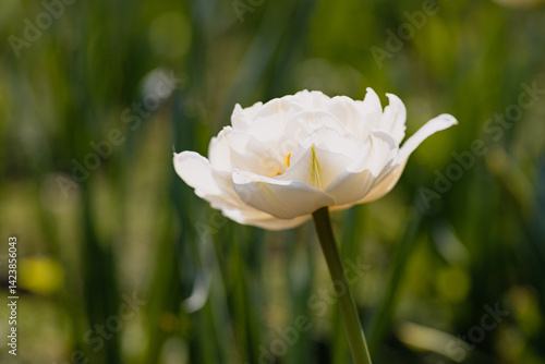 Tulpe im Frühling