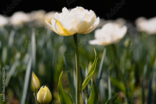 Weiße Tulpen