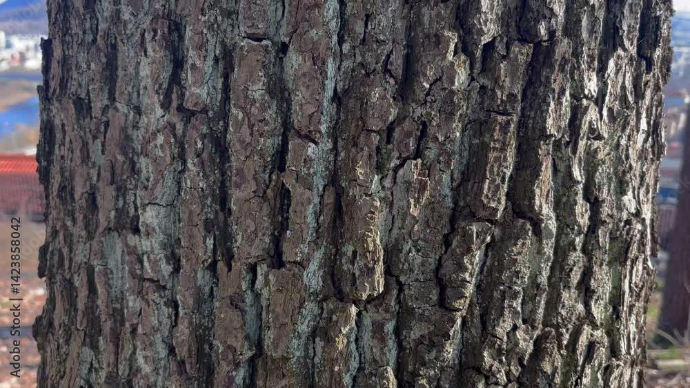 bark of a large tree taken up close bark of a large tree taken up close