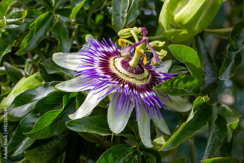 Close up passiflora. Passion Flower (Passiflora caerulea) leaf in tropical garden. Beautiful passion fruit flower or Passiflora (Passifloraceae).