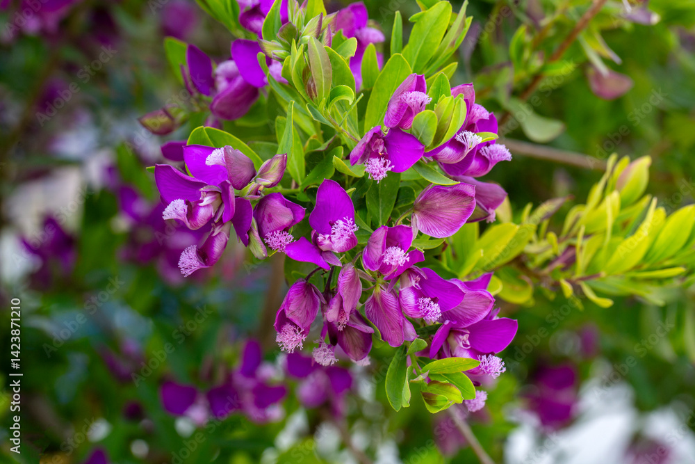 Polygala myrtifolia is a plant species belonging to the Polygala genus. Polygala myrtifolia is a plant species belonging to the Polygala genus.