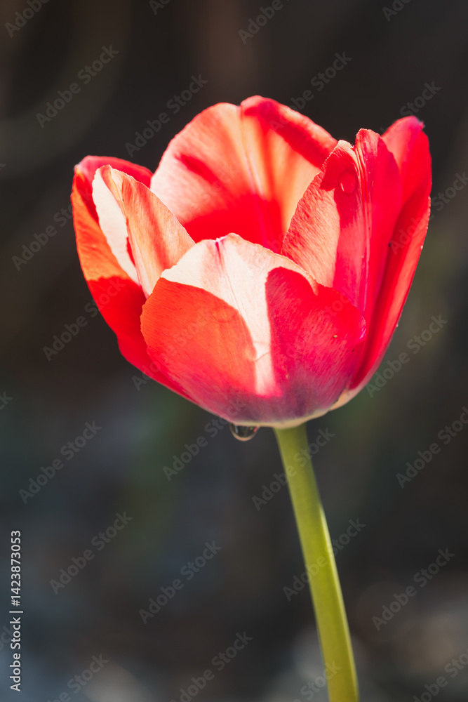Fototapeta premium Tulips on a blurred background on a sunny April day .