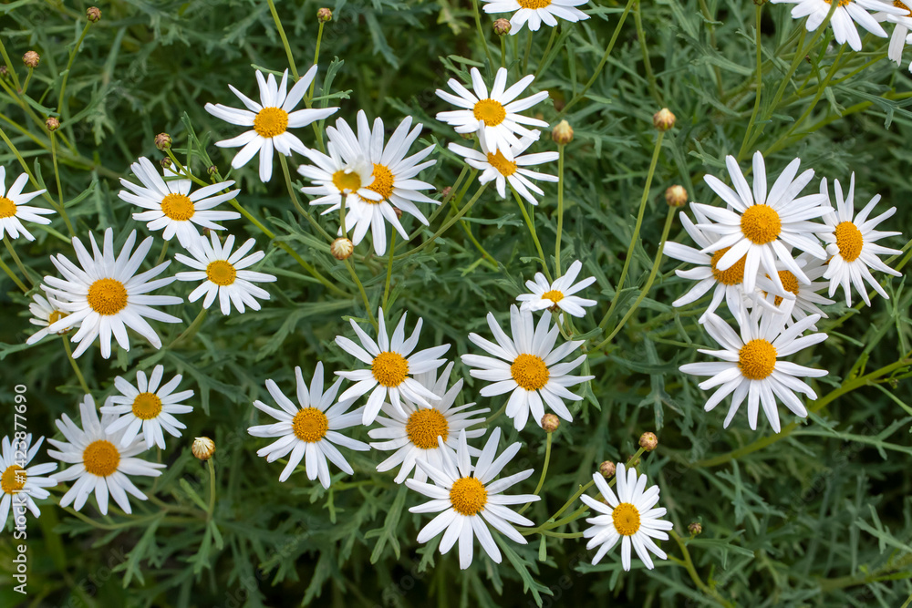 White daisy variety. Scientific name: Chrysanthemum Frutescens