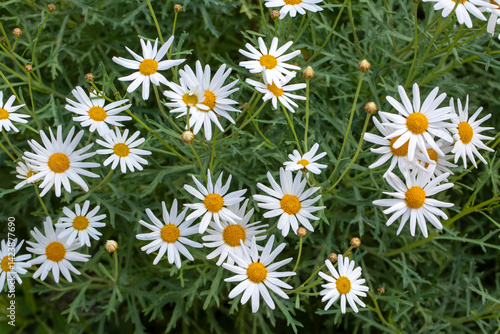 Obraz na płótnie White daisy variety. Scientific name: Chrysanthemum Frutescens w salonie