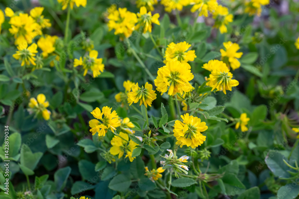 Wild plant with yellow flowers. Scientific name; Trigonella balansae or Trigonella esculenta