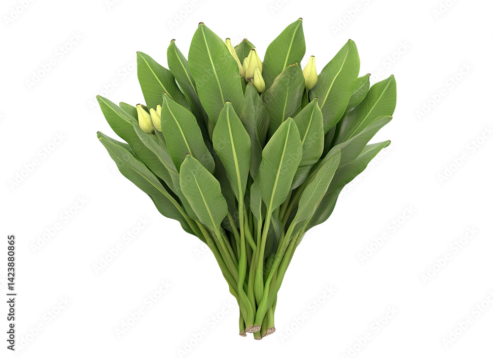 Obraz premium bunch of green plantains