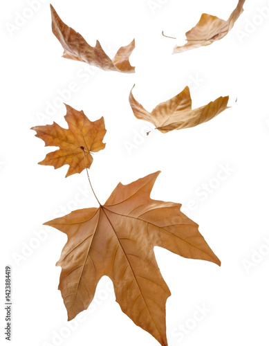 Falling dry leaves isolated on transparent background, with included clipping path