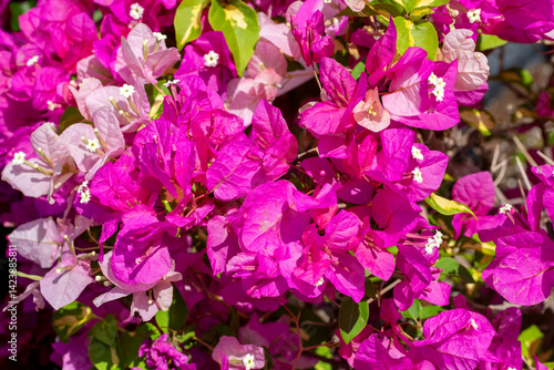 Obraz na płótnie Blooming great bougainvillea (Bougainvillea spectabilis) close-up w salonie