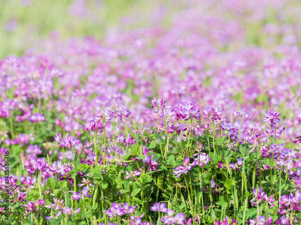 Naklejka premium 春の風景 蓮華草のピンク色の花08