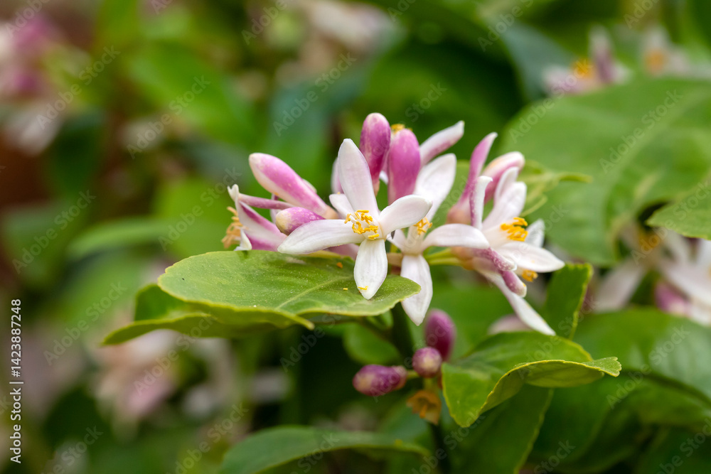 Tangerine tree or Orange tree or Lemon tree blossom flower
