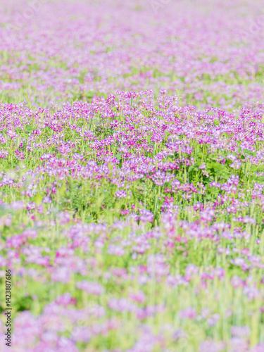 蓮華草のピンク色の花が一面に広がる08