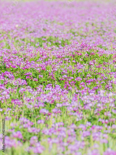 蓮華草のピンク色の花が一面に広がる10