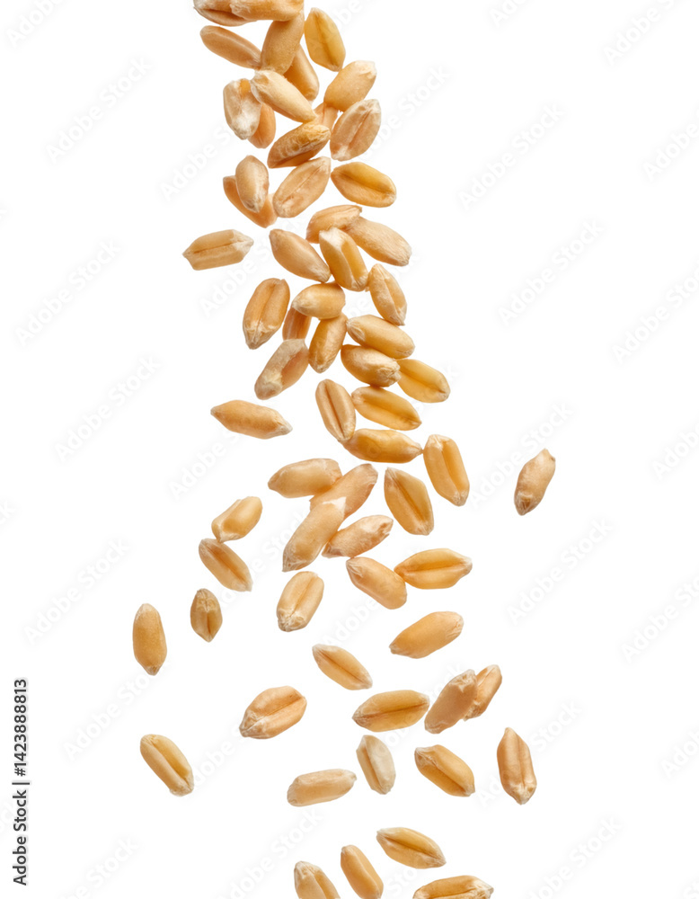 Wheat grains falling and scattering on transparent background, with clipping path for easy isolation