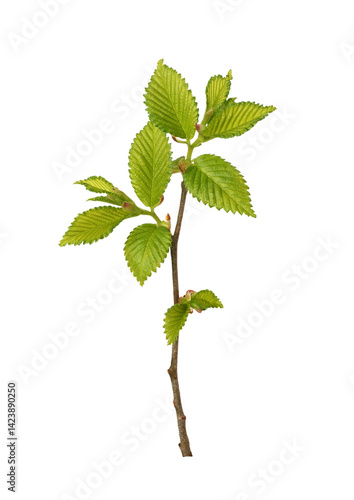 Fresh branch with spring gr...