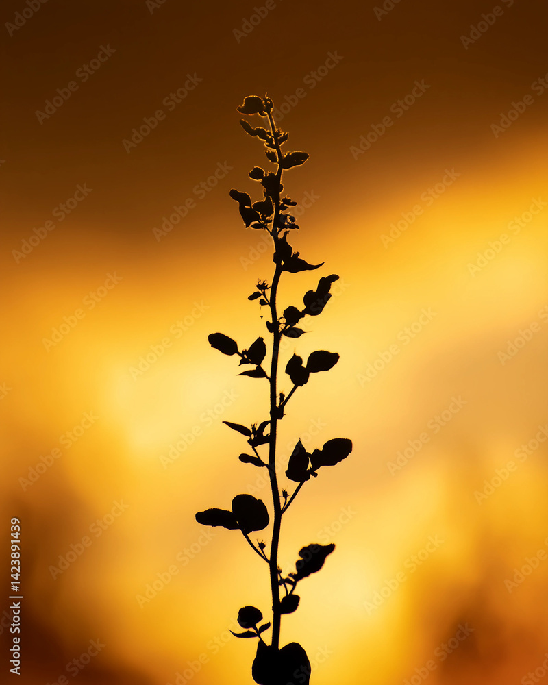 A tall plant with a thin stem and leaves is silhouetted against a sunset A tall plant with a thin stem and leaves is silhouetted against a sunset