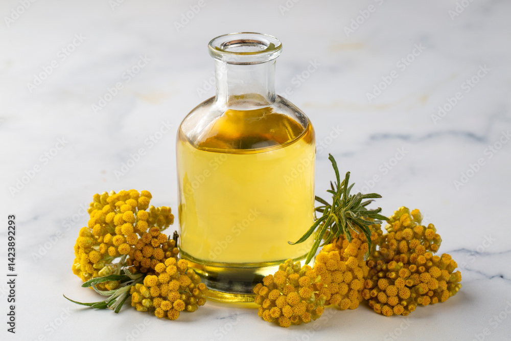 Helichrysum Arenarium oil Medicinal Herb Plant.
