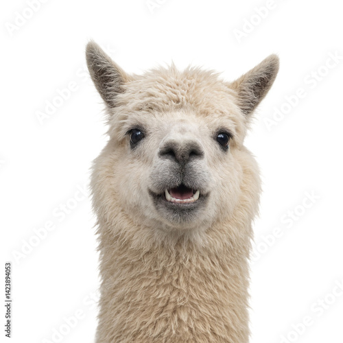 Obraz na płótnie Excited alpaca with giant grin isolated w salonie