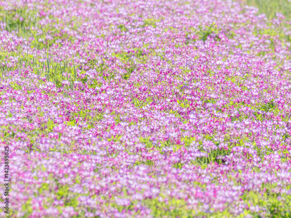 Naklejka premium 蓮華草のピンク色の花が一面に広がる27