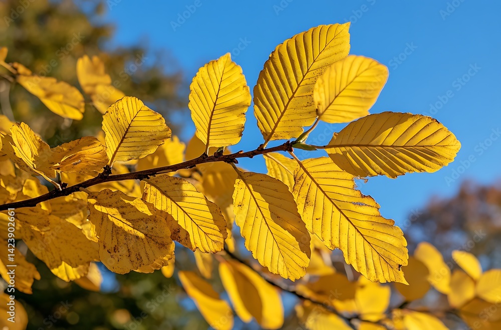 Autumn background with orange, yellow and red fall leaves in park and against a blue sky Autumn background with orange, yellow and red fall leaves in park and against a blue sky