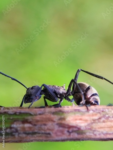 Black ants close up on blurry green background 