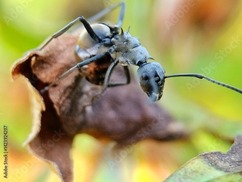 Black ants close up on blurry green background 