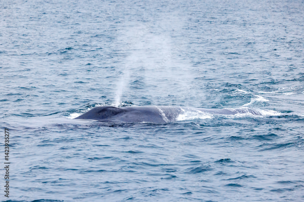 Obraz premium Blue whale, Balaenoptera musculus, surfaces to excrete air through its blowhole. The marine mammal is the largest animal on the planet and is seen here in Arctic waters of Isfjorden, Svalbard