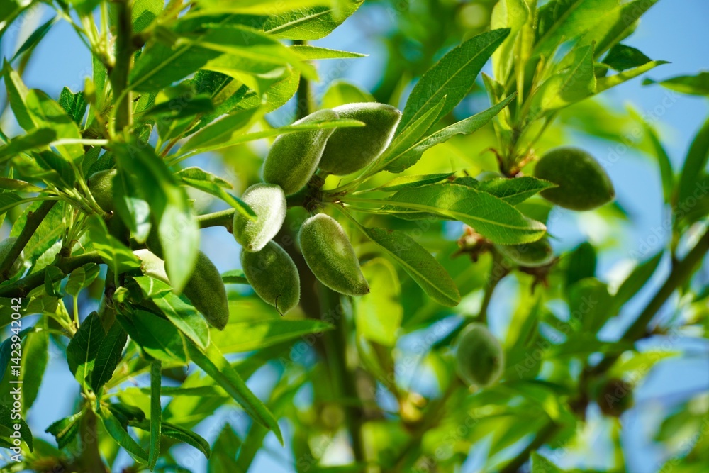 Almond branch with fruits and green leaves. Almond branch with fruits and green leaves.