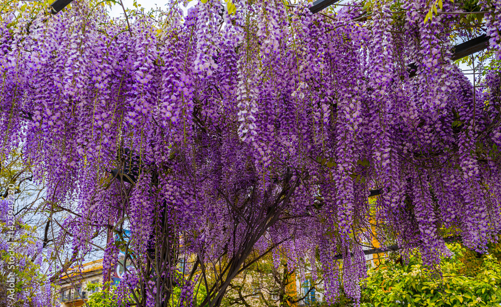 Blooming Wisteria Sinensis with classic purple flowers in full bloom in drooping racemes against the sky. Garden with wisteria in spring.