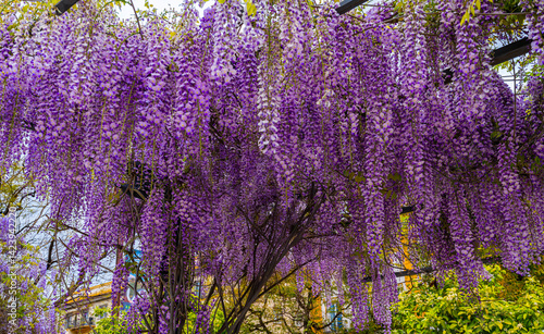 Obraz na płótnie Blooming Wisteria Sinensis with classic purple flowers in full bloom in drooping racemes against the sky. Garden with wisteria in spring. w salonie