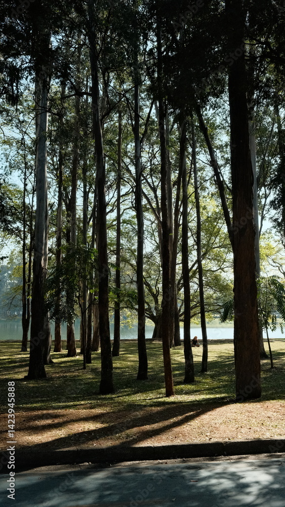 custom made wallpaper toronto digitalEarly morning at Ibirapuera Park in São Paulo, featuring tall skinny trees with soft light and the lake in the background. A calm and iconic urban nature scene.