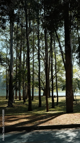 Wallpaper Mural Early morning at Ibirapuera Park in São Paulo, featuring tall skinny trees with soft light and the lake in the background. A calm and iconic urban nature scene. Torontodigital.ca