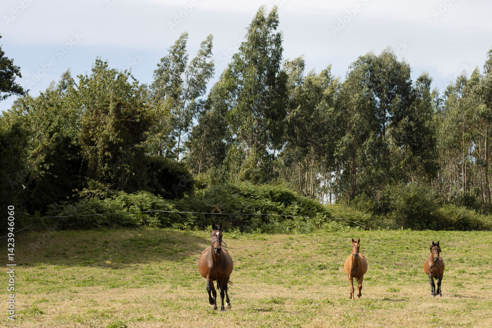 Fototapeta premium herd of horses in the forest