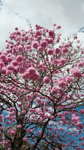 Wallpaper Mural Photo of a stunning pink ipê tree in full bloom in Brasília, Brazil. Captures the vibrant colors and iconic beauty of one of the city’s most beloved native trees. Torontodigital.ca